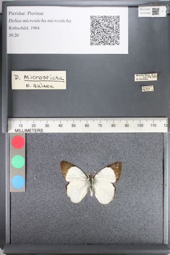 Media type: image;   Entomology 131593